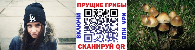 Псилоцибиновые грибы мицелий  Купить  Любань 